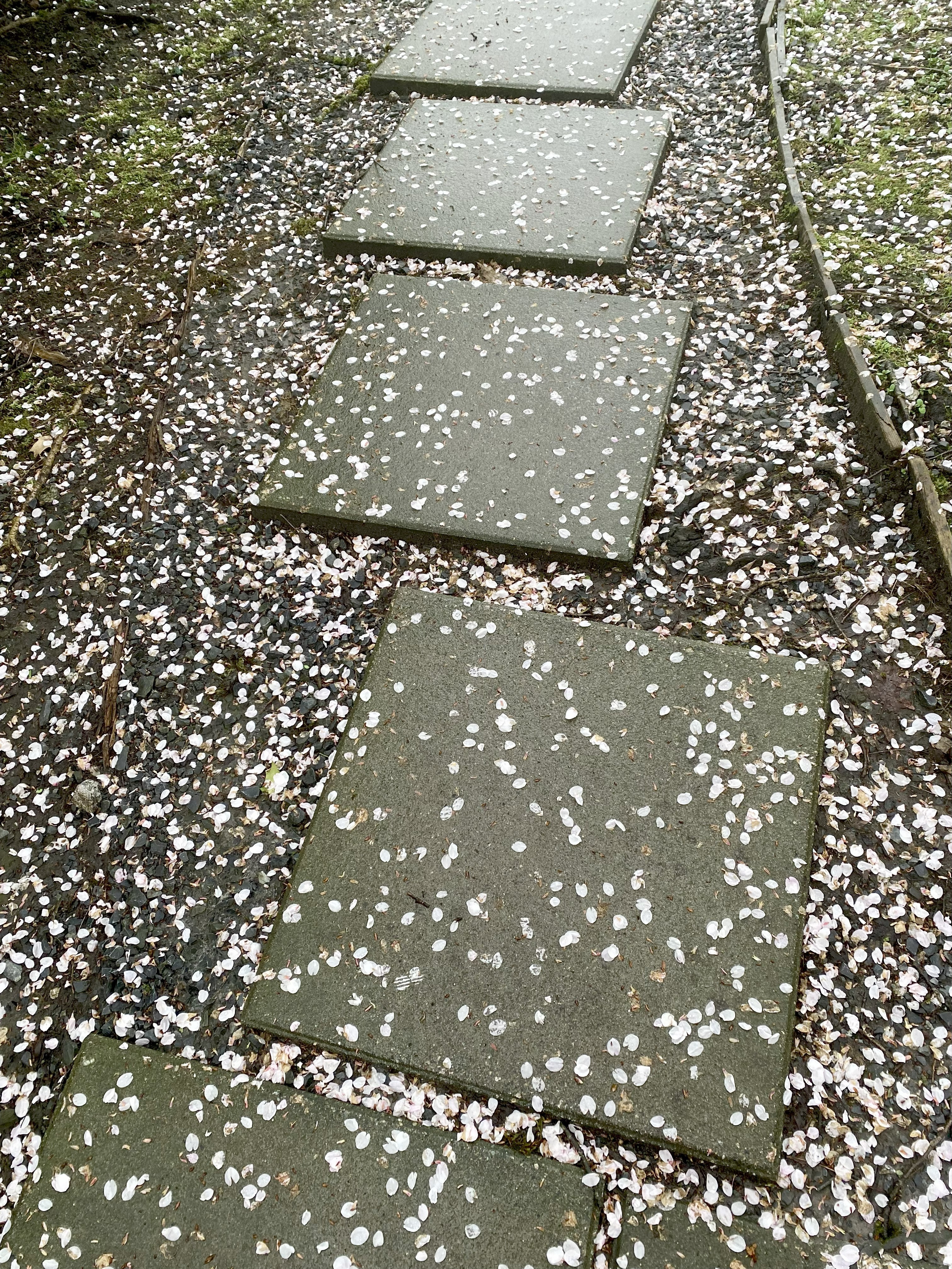 blossom_rain