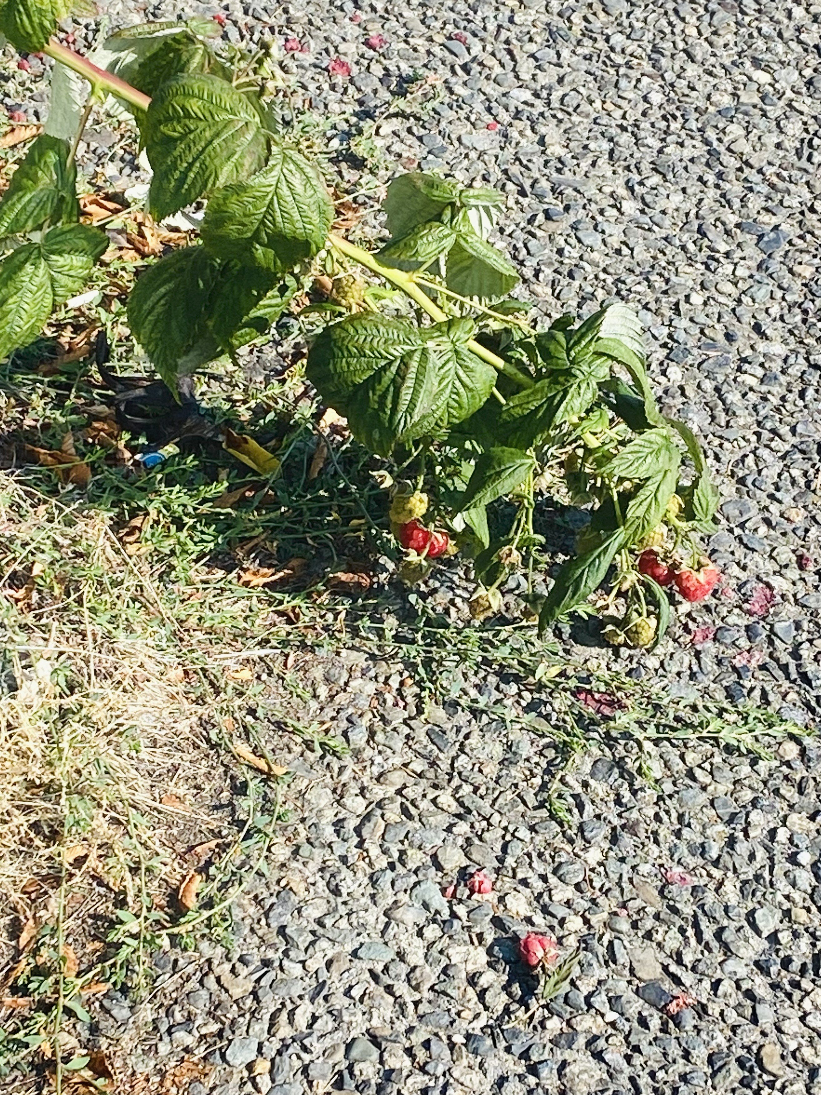rasberry